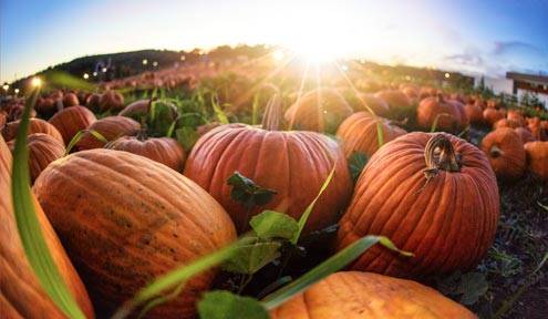 pumpkin thumb | Your Fall Guide to the Best Pumpkins Patches in KC | 360kc